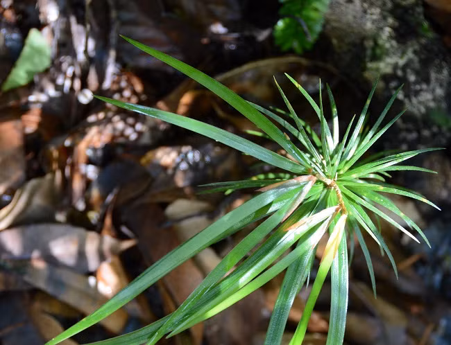 Thông 2 lá dẹt là cây gỗ lớn, có thể cao tới 30-35m và đường kính thân lên đến 1m, thậm chí có thể vượt quá 2m trong một số trường hợp. Thân cây thẳng, vỏ màu nâu xám và bong ra thành từng mảng. Lá của loài thông này có hình dạng đặc biệt, dẹt và nhọn ở đầu, dài từ 7-12cm, rộng 0,2-0,4cm. Nón thông đơn tính, với nón đực hình trụ và nón cái hình trứng, thường hướng xuống dưới.(Ảnh:Công an Nhân dân)