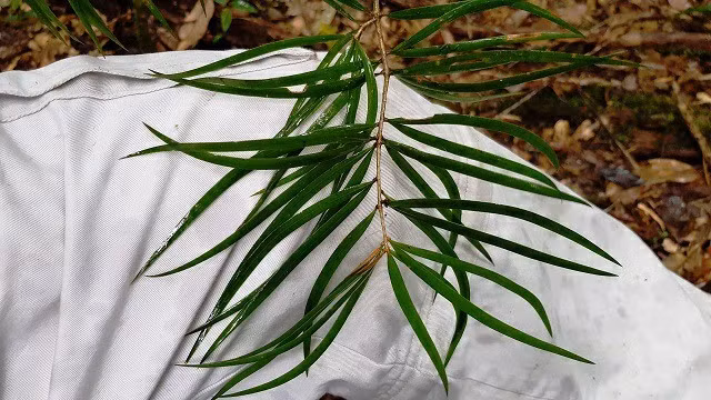 Theo Sách đỏ Việt Nam, Thông 2 lá dẹt được xếp vào nhóm loài sẽ nguy cấp (Vulnerable), và theo tiêu chuẩn của IUCN, loài này được xếp vào nhóm nguy cấp (Endangered). Các quần thể Thông 2 lá dẹt đang đối mặt với nguy cơ suy giảm do nhiều yếu tố như khai thác gỗ, mất môi trường sống và sự tái sinh kém.(Ảnh:Dân Việt)