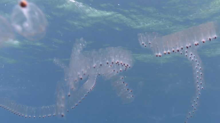 Cá salp, với vẻ đẹp trong suốt và cách sống độc đáo, là một minh chứng cho sự đa dạng và phong phú của thế giới đại dương. Chúng không chỉ là một phần quan trọng của hệ sinh thái biển mà còn là nguồn cảm hứng vô tận cho các nhà khoa học và những người yêu thích khám phá thiên nhiên.(Ảnh: iStock)