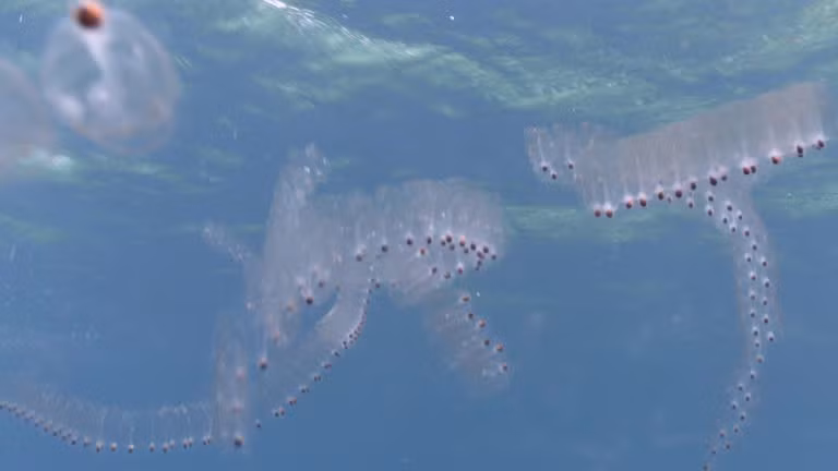 Cá salp, với vẻ đẹp trong suốt và cách sống độc đáo, là một minh chứng cho sự đa dạng và phong phú của thế giới đại dương. Chúng không chỉ là một phần quan trọng của hệ sinh thái biển mà còn là nguồn cảm hứng vô tận cho các nhà khoa học và những người yêu thích khám phá thiên nhiên.(Ảnh: iStock)