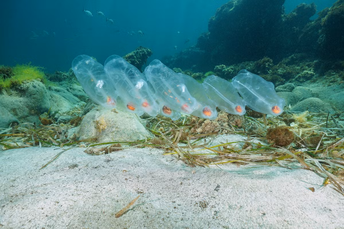Chúng di chuyển bằng cách co bóp cơ thể, bơm nước qua cơ thể để tạo lực đẩy, một trong những hình thức di chuyển hiệu quả nhất trong vương quốc động vật.(Ảnh:American Oceans)