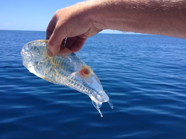 Chúng là loài động vật đa bào phát triển nhanh nhất trên Trái đất, trưởng thành chỉ trong 48 giờ và có khả năng tăng chiều dài cơ thể tới 10% mỗi giờ. (Ảnh:Reddi)