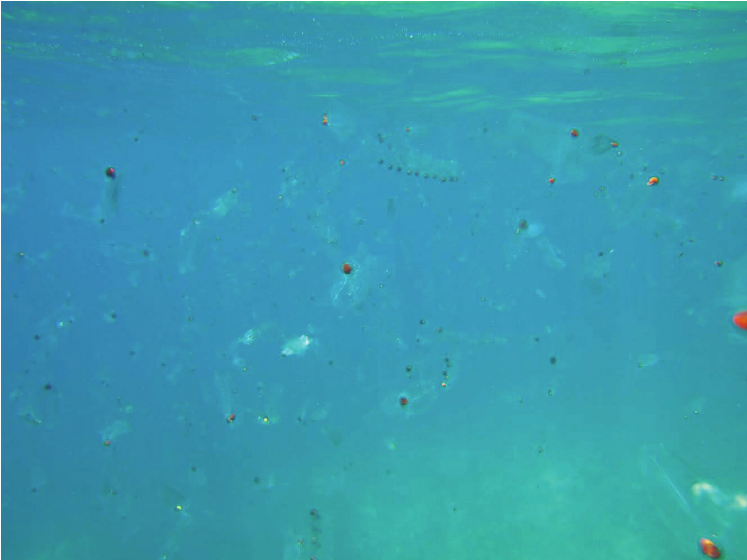 Cá salp phân bố rộng rãi ở Thái Bình Dương và Đại Tây Dương. (Ảnh:ResearchGate)