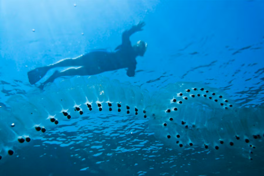 Ngoài ra, khi chết, cơ thể của chúng chìm xuống đáy biển, mang theo các chất dinh dưỡng và carbon, góp phần vào chu trình carbon của đại dương.(Ảnh:Florida State University News)