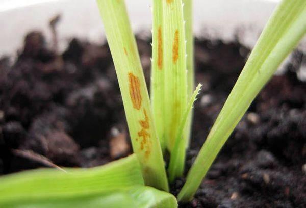 Ngoài ra, lá cây còn có tác dụng chữa bệnh, giúp giảm đau và kháng viêm.