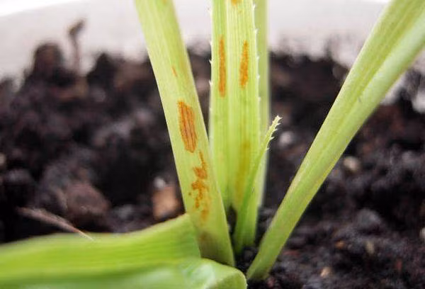 Ngoài ra, lá cây còn có tác dụng chữa bệnh, giúp giảm đau và kháng viêm.