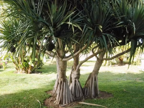  Loài cây này được nhà địa chất học Stephen E. Haggerty từ Đại học Quốc tế Florida phát hiện khi ông nhận thấy cây Pandanus thường mọc trên bề mặt đất chứa đá kimberlite, một loại đá đôi khi có kim cương.