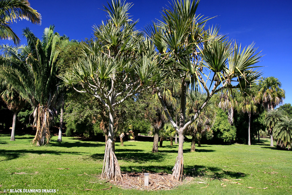 Với vẻ ngoài gần giống loài cọ, cây Pandan không chỉ có giá trị về mặt sinh thái mà còn mang lại nhiều lợi ích cho con người.