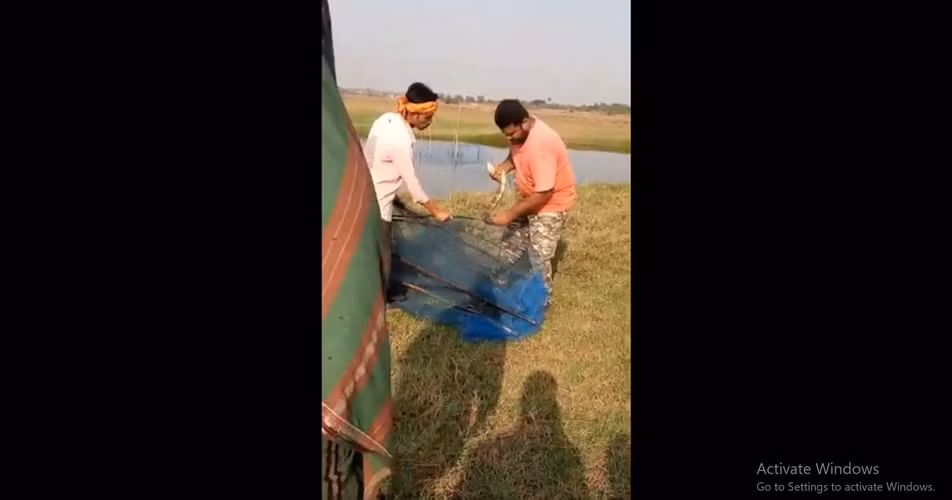 Theo Subhendu Mallik, Tổng thư ký Đường dây trợ giúp rắn, việc rắn hổ mang chúa mắc kẹt trong lưới là điều hiếm gặp vì chúng không ăn cá, có thể con rắn đã cố gắng bơi qua sông và vô tình bị mắc kẹt. (Ảnh: Người đưa tin)