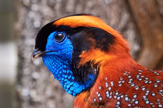 Gà lôi tía chủ yếu sinh sống trong các khu rừng thuộc phía bắc của Nam Á, từ đông bắc Ấn Độ, Tây Tạng, tây bắc Việt Nam đến một số tỉnh bắc Trung Quốc. (Ảnh: Adobe Stock)