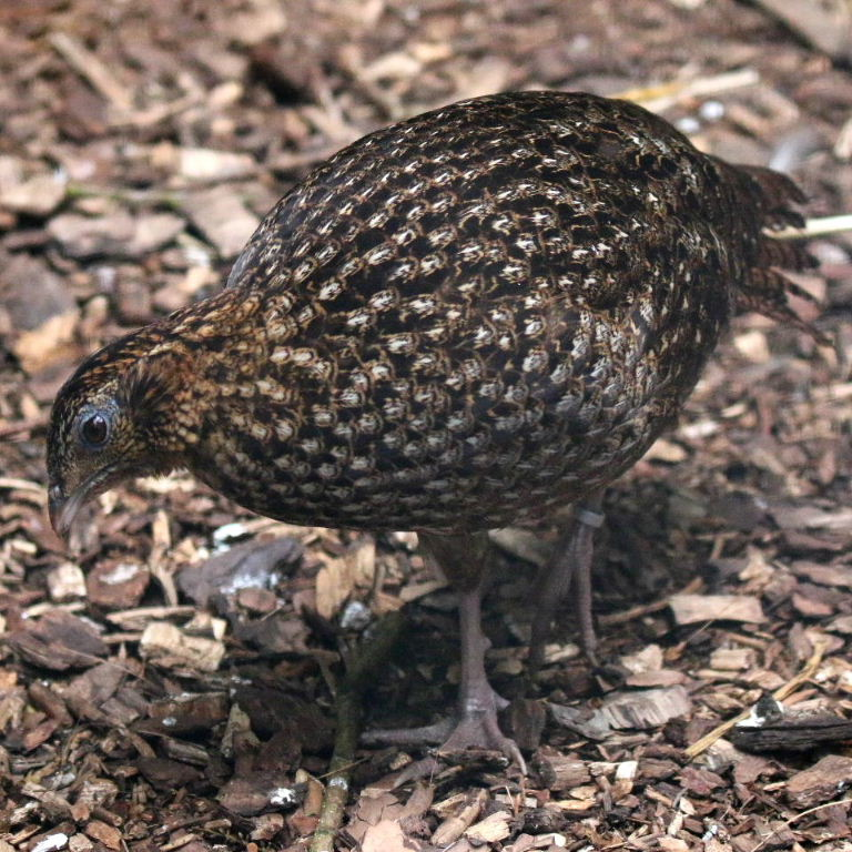 Chim mái, tuy không sặc sỡ bằng, nhưng cũng có bộ lông màu nâu xám với các vằn đen trắng, giúp chúng dễ dàng ngụy trang trong môi trường rừng rậm. (Ảnh: Animal Photos)