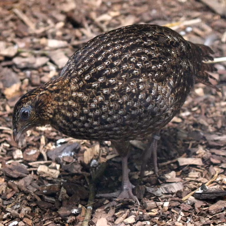 Chim mái, tuy không sặc sỡ bằng, nhưng cũng có bộ lông màu nâu xám với các vằn đen trắng, giúp chúng dễ dàng ngụy trang trong môi trường rừng rậm. (Ảnh: Animal Photos)