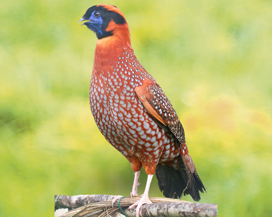 Tại Việt Nam, chúng thường được tìm thấy ở các khu rừng nguyên sinh và thứ sinh, nơi có độ cao từ 1.800 đến 3.600 mét so với mực nước biển.(Ảnh: Ferme de Beaumont)