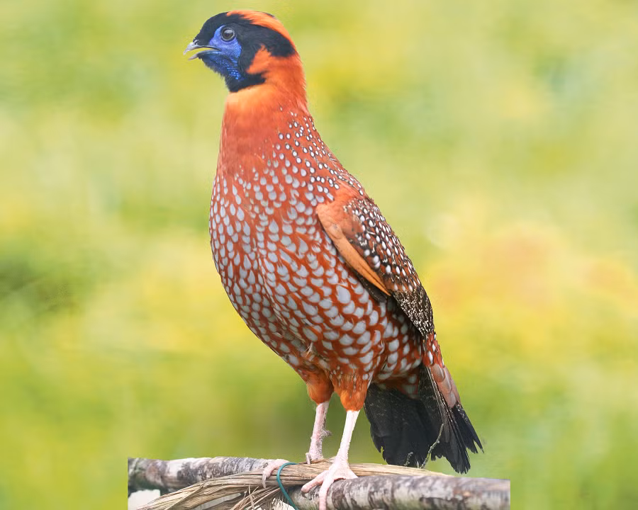 Tại Việt Nam, chúng thường được tìm thấy ở các khu rừng nguyên sinh và thứ sinh, nơi có độ cao từ 1.800 đến 3.600 mét so với mực nước biển.(Ảnh: Ferme de Beaumont)