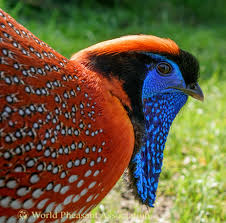 Ngoài ra, gà lôi tía còn là nguồn thức ăn cho nhiều loài động vật săn mồi, từ đó duy trì chuỗi thức ăn tự nhiên. (Ảnh: World Pheasant Association)