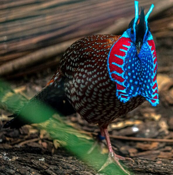 Gà lôi tía đóng vai trò quan trọng trong việc duy trì sự cân bằng sinh thái của rừng. Chúng giúp phân tán hạt giống của nhiều loài cây, góp phần vào việc tái sinh rừng. (Ảnh: Orientarium Łódź)