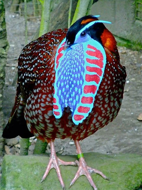 Chim trống có bộ lông sặc sỡ với màu đỏ tươi, điểm xuyết những đốm trắng và xanh lam. Đặc biệt, phần cổ và ngực của chúng có màu xanh ánh kim, tạo nên vẻ đẹp lộng lẫy và cuốn hút. (Ảnh: NatureRules1 Wiki)