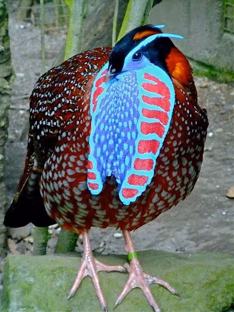 Chim trống có bộ lông sặc sỡ với màu đỏ tươi, điểm xuyết những đốm trắng và xanh lam. Đặc biệt, phần cổ và ngực của chúng có màu xanh ánh kim, tạo nên vẻ đẹp lộng lẫy và cuốn hút. (Ảnh: NatureRules1 Wiki)