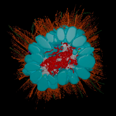 Điều đặc biệt là loài này có một hệ vi sinh vật riêng, điều chưa từng thấy ở các choanoflagellate khác, chúng tạo thành các cụm hình cầu và chứa vi khuẩn sống cộng sinh bên trong. (Ảnh: Small Things Considered)