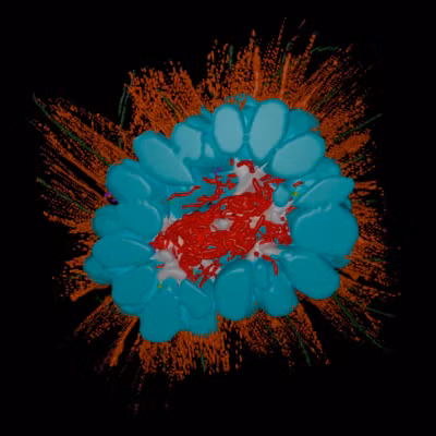 Điều đặc biệt là loài này có một hệ vi sinh vật riêng, điều chưa từng thấy ở các choanoflagellate khác, chúng tạo thành các cụm hình cầu và chứa vi khuẩn sống cộng sinh bên trong. (Ảnh: Small Things Considered)