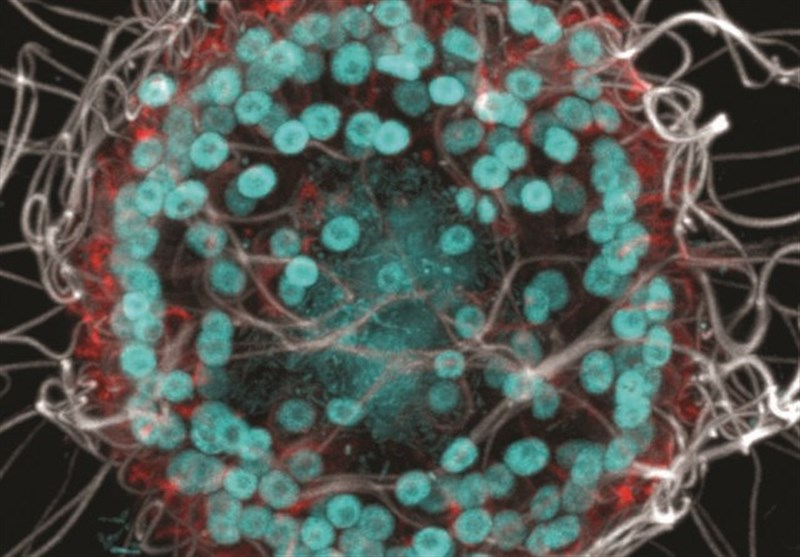 Phát hiện này không chỉ giúp chúng ta hiểu thêm về sự tiến hóa của các sinh vật đơn bào thành đa bào mà còn có thể cung cấp thông tin quý giá về nguồn gốc của các tương tác giữa động vật và vi khuẩn, điều có thể liên quan đến hệ vi sinh vật của con người. (Ảnh: tasnimnews)