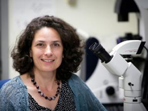 Nicole King, giáo sư sinh học phân tử và tế bào tại Đại học California, Berkeley, cho biết: "Rất ít điều được biết về các choanoflagellate, và có những hiện tượng sinh học thú vị mà chúng ta chỉ có thể hiểu được nếu chúng ta nghiên cứu hệ sinh thái của chúng".(Ảnh: UC Berkeley research)