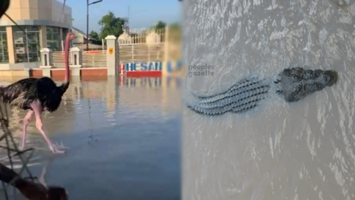 Lũ lụt ở miền Bắc Nigeria mới đây đã gây ra cái chết cho hơn 80% động vật trong vườn thú Sanda Kyarimi tại bang Borno. Các động vật nguy hiểm như cá sấu đã sổng chuồng và bị lũ cuốn vào khu dân cư, khiến người dân lo sợ. Trận lũ này là một trong những đợt lũ lụt nghiêm trọng ở Nigeria, khiến 170 người thiệt mạng và hàng nghìn người phải rời bỏ nhà cửa. (Ảnh: Uzalendo News)