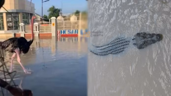 Lũ lụt ở miền Bắc Nigeria mới đây đã gây ra cái chết cho hơn 80% động vật trong vườn thú Sanda Kyarimi tại bang Borno. Các động vật nguy hiểm như cá sấu đã sổng chuồng và bị lũ cuốn vào khu dân cư, khiến người dân lo sợ. Trận lũ này là một trong những đợt lũ lụt nghiêm trọng ở Nigeria, khiến 170 người thiệt mạng và hàng nghìn người phải rời bỏ nhà cửa. (Ảnh: Uzalendo News)