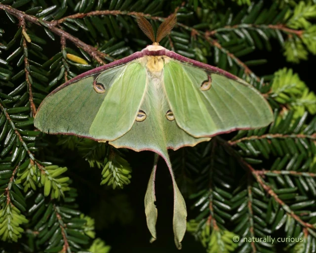 5. Bướm đêm (Ephemeral moths): Một số loài bướm đêm chỉ sống vài giờ sau khi nở, chủ yếu để giao phối và đẻ trứng.(Ảnh: Naturally Curious with Mary Holland)