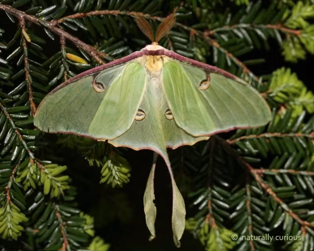 5. Bướm đêm (Ephemeral moths): Một số loài bướm đêm chỉ sống vài giờ sau khi nở, chủ yếu để giao phối và đẻ trứng.(Ảnh: Naturally Curious with Mary Holland)