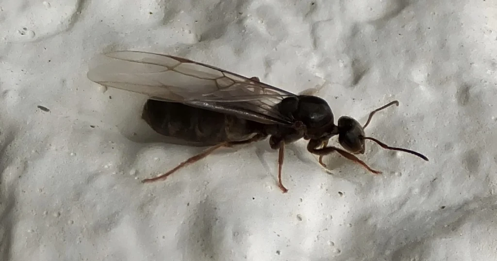 4. Kiến bay (Ant drone): Kiến bay, hay còn gọi là kiến đực, có nhiệm vụ duy nhất là giao phối với kiến chúa. Sau khi hoàn thành nhiệm vụ, chúng thường chết ngay sau đó.(Ảnh: Critter Stop)