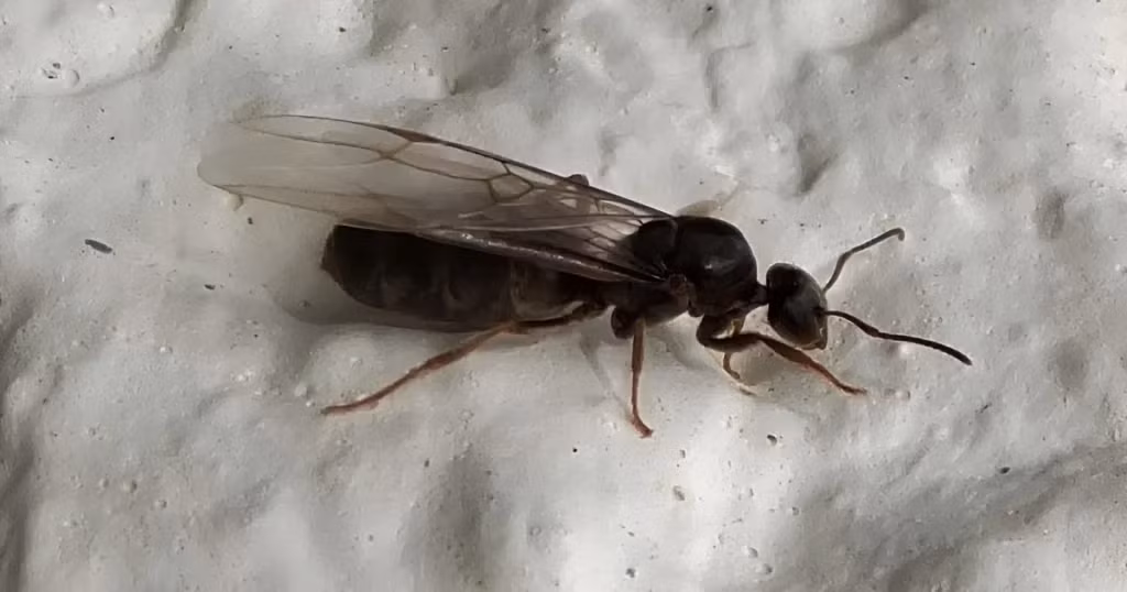 4. Kiến bay (Ant drone): Kiến bay, hay còn gọi là kiến đực, có nhiệm vụ duy nhất là giao phối với kiến chúa. Sau khi hoàn thành nhiệm vụ, chúng thường chết ngay sau đó.(Ảnh: Critter Stop)