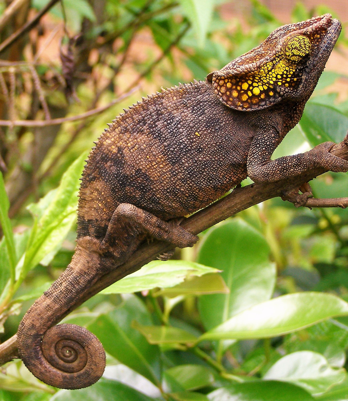 8. Tắc kè hoa (Chamaeleonidae): Tắc kè hoa là loài bò sát có tuổi thọ ngắn nhất trong số các loài bò sát. Chúng thường sống không quá một năm do yếu tố di truyền và môi trường sống khắc nghiệt.(Ảnh: iNaturalist)