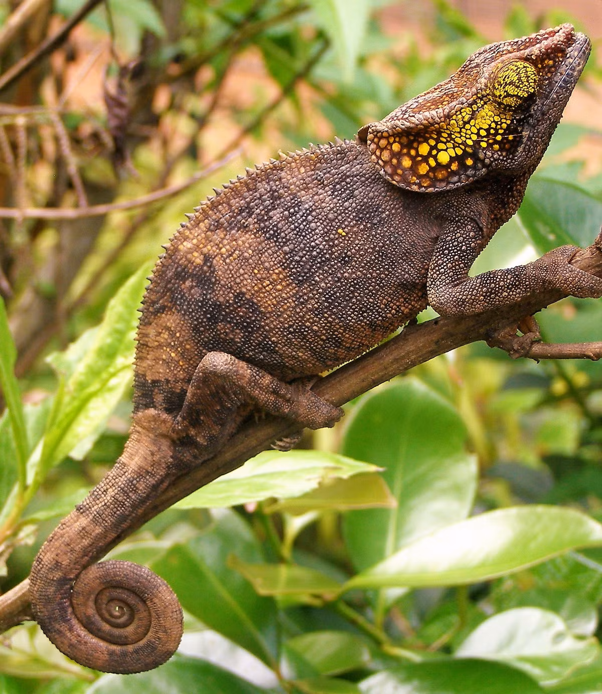 8. Tắc kè hoa (Chamaeleonidae): Tắc kè hoa là loài bò sát có tuổi thọ ngắn nhất trong số các loài bò sát. Chúng thường sống không quá một năm do yếu tố di truyền và môi trường sống khắc nghiệt.(Ảnh: iNaturalist)