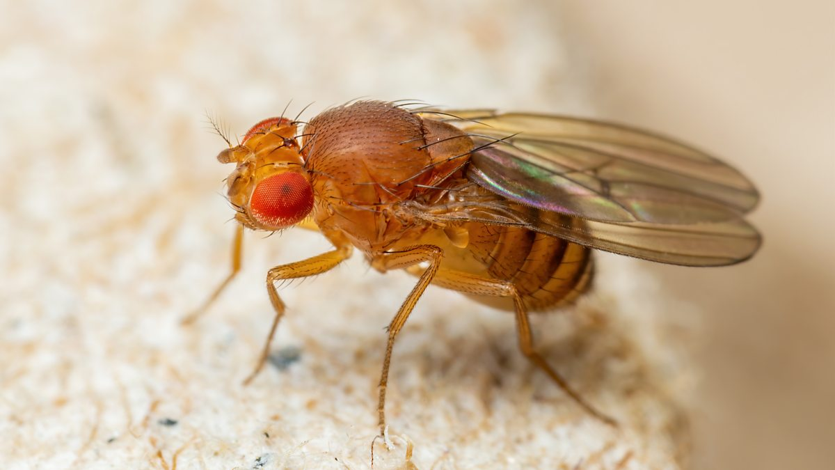 2. Ruồi giấm (Drosophila melanogaster): Ruồi giấm là một trong những loài côn trùng có vòng đời ngắn nhất. Chúng thường được sử dụng trong các nghiên cứu di truyền học do vòng đời ngắn và khả năng sinh sản nhanh. (Ảnh: BBC)