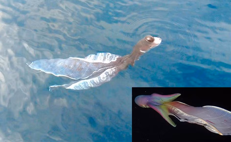 Sinh vật này được mô tả dài gần 1m, đầu giống rùa nhưng có mắt giống viên bi lồi ra và phần sau như một chiếc áo dài màu trắng.(Ảnh: Tiền phong)