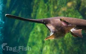 Cá tầm thìa nổi bật với chiếc mõm dài và dẹt giống như một chiếc thìa, giúp chúng dễ dàng sục sạo lớp bùn đáy để tìm kiếm thức ăn. Chiếc mõm này không chỉ là công cụ săn mồi mà còn chứa các cơ quan cảm nhận điện từ, giúp chúng phát hiện con mồi trong môi trường nước đục. (Ảnh:Tag my Fish)