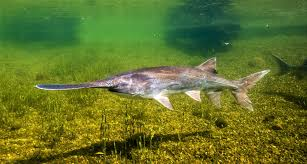 Cá tầm thìa Mỹ thường sống ở các vùng nước chảy chậm của hệ thống lưu vực sông Mississippi, trong khi cá tầm thìa Trung Quốc từng sống ở sông Trường Giang trước khi bị tuyên bố tuyệt chủng vào năm 2020. (Ảnh:Nonindigenous Aquatic Species)