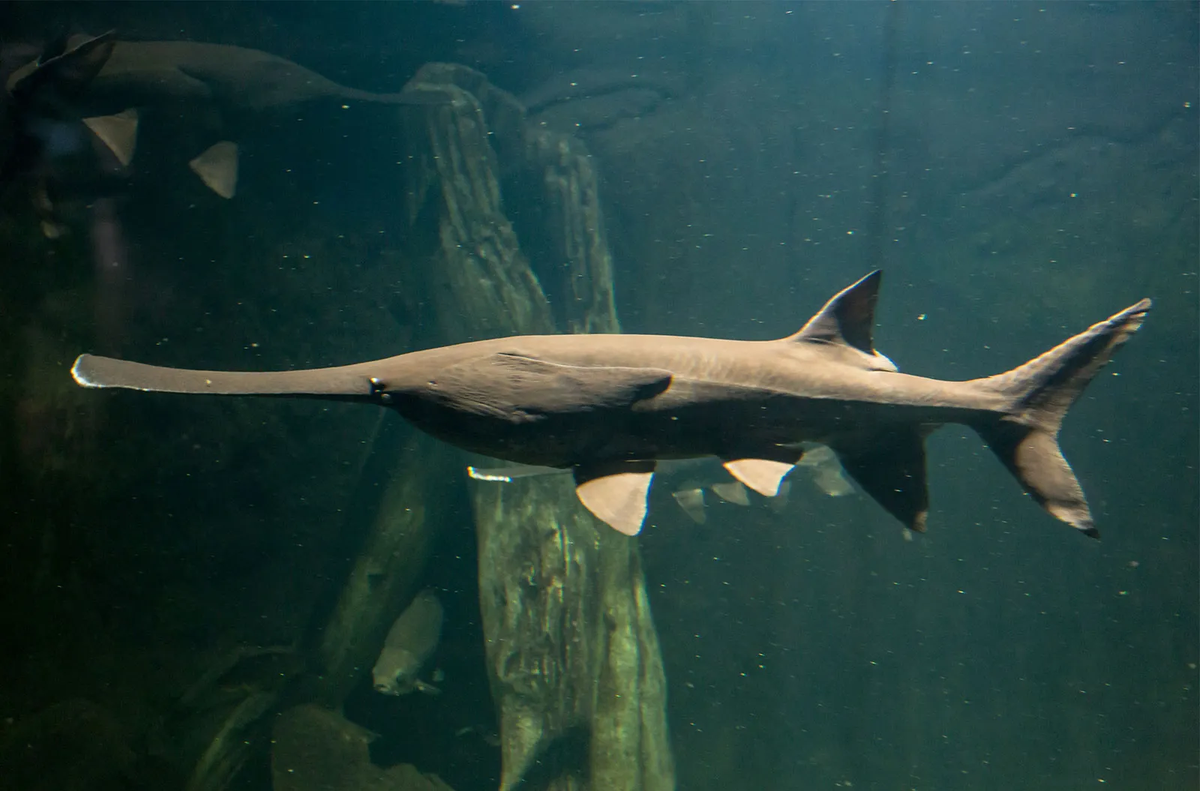 Cá tầm thìa, với hình dáng độc đáo và kích thước ấn tượng, là một trong những loài cá nước ngọt đặc biệt nhất trên thế giới. Chúng không chỉ thu hút sự chú ý của các nhà khoa học mà còn là đề tài hấp dẫn đối với những người yêu thiên nhiên và môi trường. (Ảnh:Britannica)