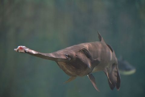 Việc bảo tồn cá tầm thìa đang trở thành một thách thức lớn đối với các nhà khoa học và nhà quản lý môi trường. Các biện pháp bảo tồn bao gồm việc thiết lập các khu bảo tồn, hạn chế khai thác và nghiên cứu về sinh sản nhân tạo. Những nỗ lực này nhằm đảm bảo rằng loài cá tầm thìa sẽ không chỉ tồn tại mà còn phát triển mạnh mẽ trong tương lai. (Ảnh: JungleDragon)