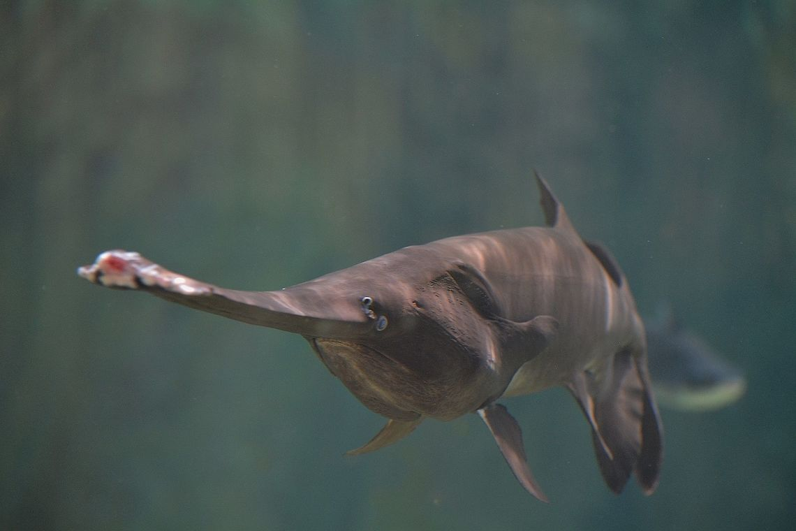 Cá tầm thìa thuộc họ Polyodontidae, là loài cá vây tia nguyên thủy. Hiện nay, chỉ còn hai loài cá tầm thìa còn tồn tại: cá tầm thìa Mỹ (Polyodon spathula) và cá tầm thìa Trung Quốc (Psephurus gladius). (Ảnh:JungleDragon)