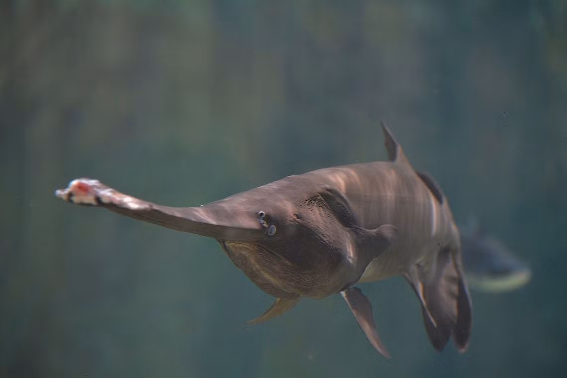 Cá tầm thìa thuộc họ Polyodontidae, là loài cá vây tia nguyên thủy. Hiện nay, chỉ còn hai loài cá tầm thìa còn tồn tại: cá tầm thìa Mỹ (Polyodon spathula) và cá tầm thìa Trung Quốc (Psephurus gladius). (Ảnh:JungleDragon)