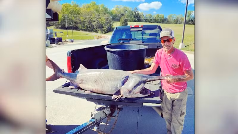 Sau 35 phút vật lộn, anh đã đưa con " thuỷ quái" lên thuyền. Đây là con cá lớn nhất từng được bắt ở Tennessee. Cá tầm thìa có thể dài tới 2,13m và sống đến 60 năm. Con cá mà Dryer bắt được ước tính khoảng 30 năm tuổi. (Ảnh: Western Mass News