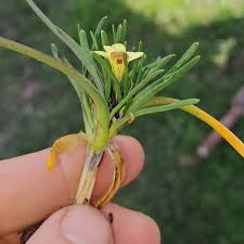 Moraea minima có hoa màu vàng nhạt, giống như hoa diên vĩ, và chỉ nở trong vài giờ sau khi có mưa. (Ảnh:Nuwejaars Wetlands SMA)