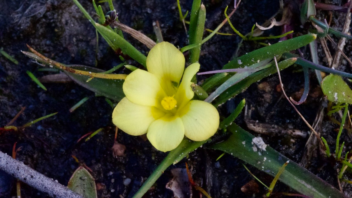 Việc tái phát hiện Moraea minima không chỉ là một thành công khoa học mà còn là lời nhắc nhở về tầm quan trọng của việc bảo vệ các hệ sinh thái đang bị đe dọa. Nó cho thấy rằng, dù nhỏ bé và dễ bị tổn thương, mỗi loài thực vật đều có vai trò quan trọng trong việc duy trì sự cân bằng của tự nhiên.(Ảnh:Cape)