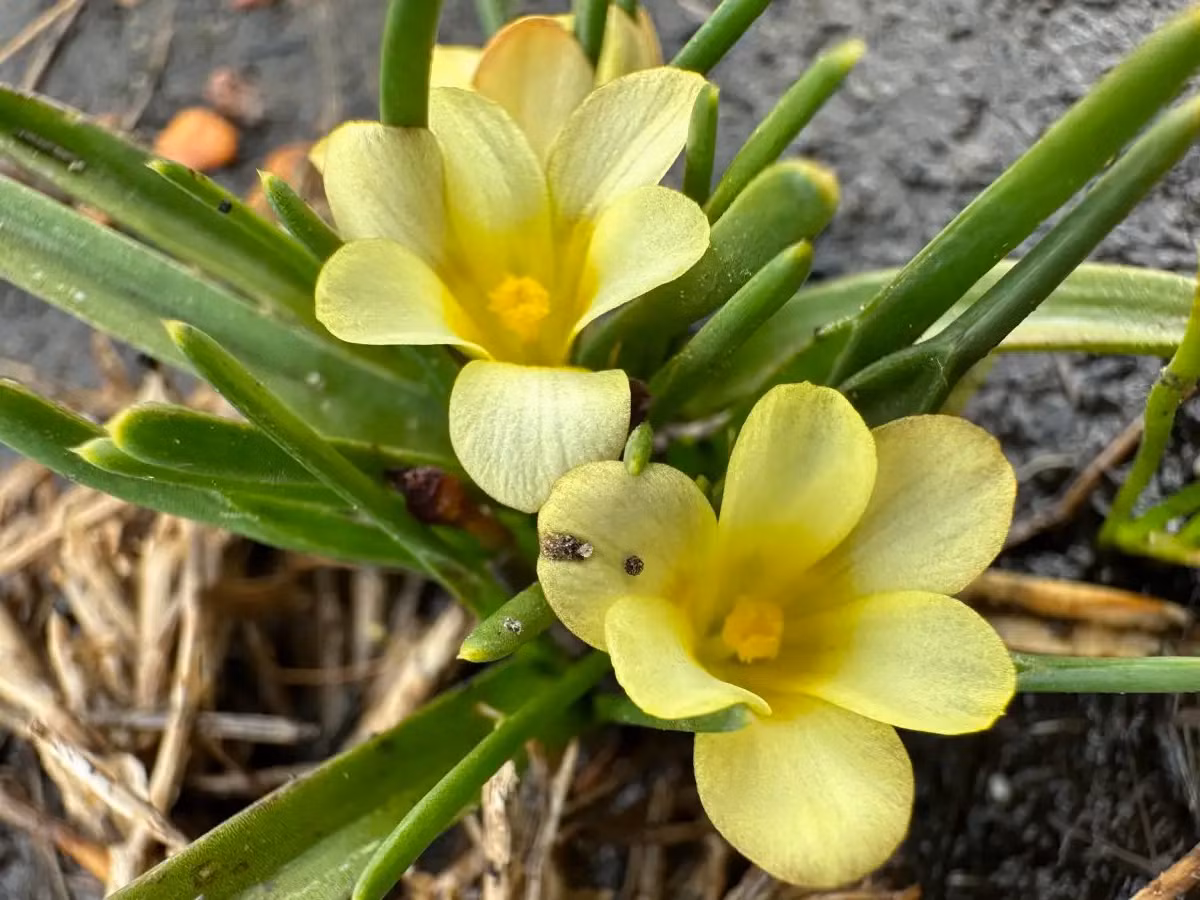 Trong thế giới thực vật, có những loài hoa mang trong mình câu chuyện đầy kỳ diệu và bất ngờ. Một trong số đó là Moraea minima, loài hoa nhỏ bé nhưng đầy sức sống, từng được cho là đã tuyệt chủng. (Ảnh:New Scientist)