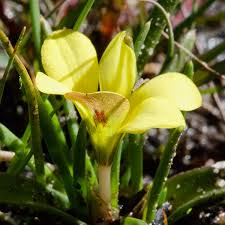 Sự xuất hiện ngắn ngủi nhưng rực rỡ của loài hoa này khiến nó trở thành một biểu tượng của sự sống mãnh liệt và khả năng phục hồi kỳ diệu của thiên nhiên. (Ảnh:Nuwejaars Wetlands SMA)