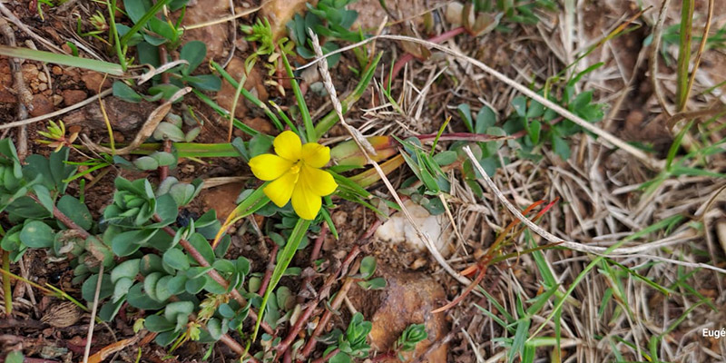 Moraea minima, hay còn được gọi là “Mini Galaxy”, là một loài thực vật có hoa thuộc họ Diên vĩ (Iridaceae). (Ảnh:Nuwejaars Wetlands SMA)