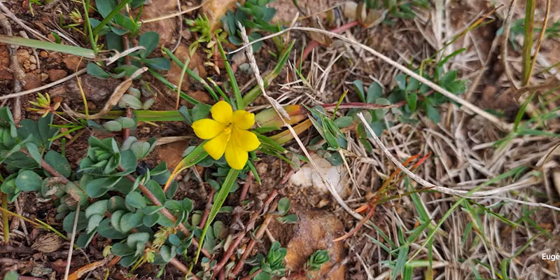 Moraea minima, hay còn được gọi là “Mini Galaxy”, là một loài thực vật có hoa thuộc họ Diên vĩ (Iridaceae). (Ảnh:Nuwejaars Wetlands SMA)