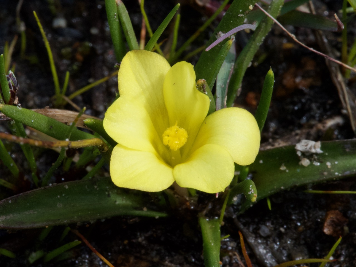 Loài hoa này được nhà thực vật học Peter Goldblatt miêu tả khoa học lần đầu tiên vào năm 1998. Đặc biệt, Moraea minima chỉ xuất hiện ở một khu vực nhỏ thuộc Western Cape, Nam Phi, nơi có hệ sinh thái Agulhas Sand Fynbos đang bị đe dọa nghiêm trọng. (Ảnh:Good Things Guy)